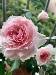 rico様 リクエスト 2点 まとめ商品