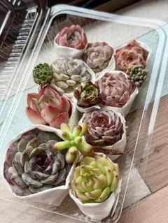 多肉弁当　詰め合わせ　名前付き 7