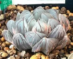 発根済‼️極上班‼️多肉植物 ハオルチア オブツーサ錦 水中月錦 抜き苗３９０のサムネイル