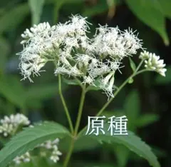 toffee様 リクエスト 3点 まとめ商品