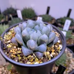 ringo様 リクエスト 3点 まとめ商品