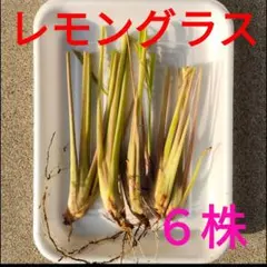 レモングラス苗15本〜お得なまとめ買い！ - メルカリ
