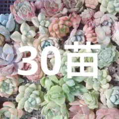 限定‼︎ 特売品‼︎ 多肉植物　韓国苗　30苗詰め合わせ！
