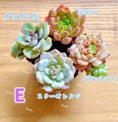【レア品種】☆4種類☆多肉植物4苗セット 土・根付きEのサムネイル