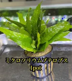 ミクロソリウムプテロプス　1pot(15枚以上) 水草　水上葉　メルカリ便のサムネイル