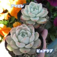 toma様 リクエスト 3点 まとめ商品