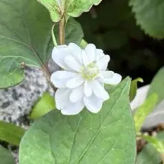 八重花ドクダミの苗　約3本のサムネイル