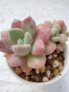 ストライプ様 リクエスト 4点 まとめ商品