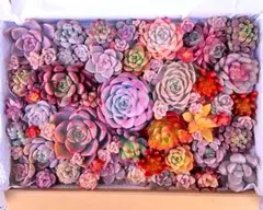 ☆感謝☆大満足！②たっぷりバラエティー韓国苗入り多肉植物カット苗セット