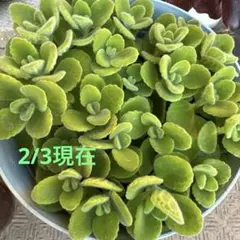 多肉植物　アロマティカス　抜き苗