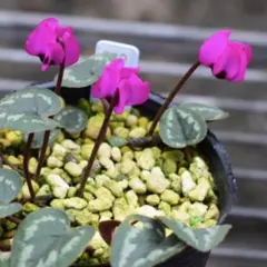 puthedm16kqcdbfu7tvf様 リクエスト 2点 まとめ商品