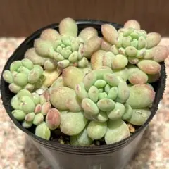 ぷりんちゃん様専用になります