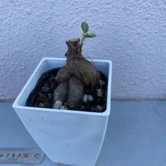 2026年最新】パンダガジュマル斑入りの人気アイテム - メルカリ