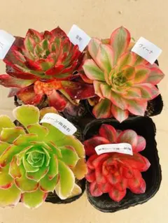 78 多肉植物 アエオニウム 抜き苗 4種セット