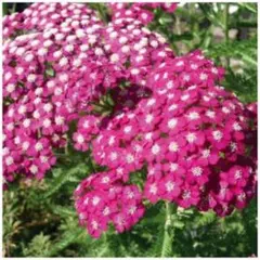 ノコギリ草苗　株分☆猛暑休みしますm(_ _)m ノコギリ草苗 株分☆猛暑休みしますm(_ _)m - メルカリ