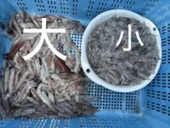 冷凍カメジャコ（アナジャコ）100匹 - メルカリ