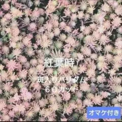 多肉植物　斑入りパリダム　６０カット