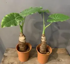 希少 観葉植物 アロカシア ハートイモ 8号鉢 新芽 優良品 写真現物