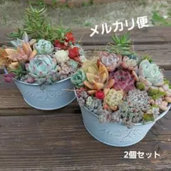 多肉植物寄せ植えそのまま飾れる　2個セット　匿名発送