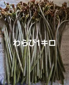 わらび　1キロ