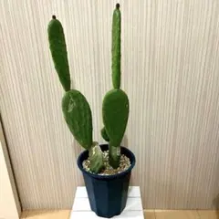 サボテン 将軍 ブランチ 柱サボテン ウチワサボテン ドライガーデン 