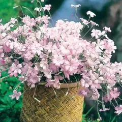 アイサナ様 リクエスト 5点 まとめ商品