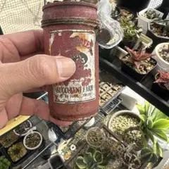 春だから　SALEハオルチア　万象　鉢毎発送