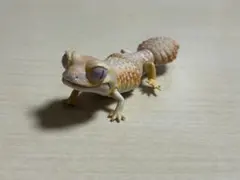 Item thumbnail for item dbb280c0-f29d-4820-8cbb-a9e9c9546e85