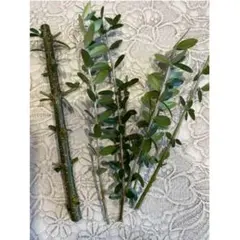 オリーブの木　カット枝　カット苗　５本　（太木入り）