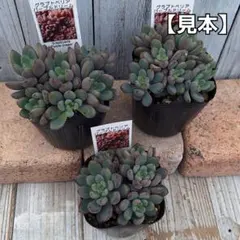 けけけ様 リクエスト 2点 まとめ商品