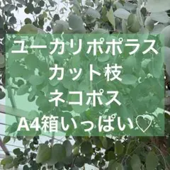 유칼립투스, 포포러스 컷 브랜치, 20cm, 스틱 25 개, A4 박스 가득