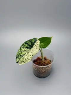 アロカシア ドラゴンスケール 斑入り Alocasia DSC6706のサムネイル