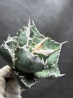 2026年最新】アガベsadの人気アイテム - メルカリ