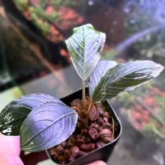 ブセファランドラ Bucephalandra keris レアブセ ブセファランドラ Bucephalandra keris レアブセ - メルカリ