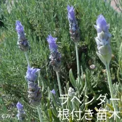 ロンデ様 リクエスト 2点 まとめ商品