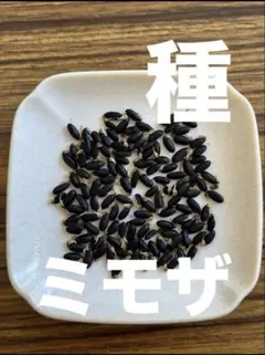 ミモザ 種 50粒 銀葉 プルプレア アカシア
