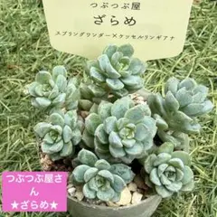 札付き❣️ ざらめ　スプリングワンダー×ケッセルリンギアナ　抜き苗　つぶつぶ屋さん ◇211◇つぶつぶ屋さん ざらめ 札付き - メルカリ