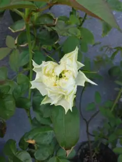 バラ苗　切り花品種　可愛いのサムネイル
