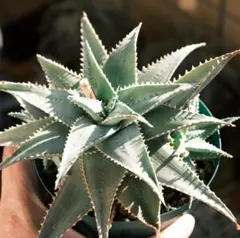 2026年最新】ロウルサンコ アロエの人気アイテム - メルカリ