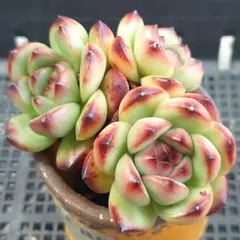 多肉植物 ピンクルルビー 抜き苗 - メルカリ