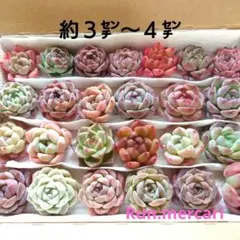 h15多肉植物カット苗☆寄植えセット☆限定