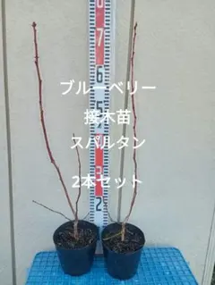 2026年最新】ブルーベリー苗木 スパルタンの人気アイテム - メルカリ