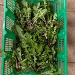 新鮮 たんぽぽ50g 爬虫類 リクガメ エサのサムネイル