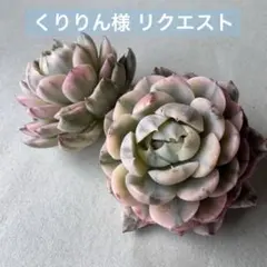 くりりん様 リクエスト 2点 まとめ商品