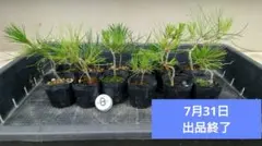 8.赤松12本セット　盆栽　小品盆栽　ミニ盆栽のサムネイル