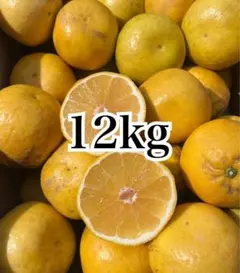 愛媛県産 みかん 家庭用少し訳あり 河内晩柑 箱込12kg 柑橘 ミカン 果物のサムネイル