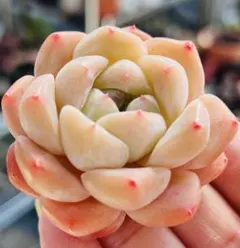 Top【選抜株】多肉植物 25352シック モンロー 7個 鉢無し/脱土 - メルカリ