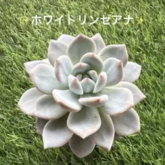 多肉植物 中里リンゼアナ実生 クローン苗 札無し 鉢ごと発送 - メルカリ