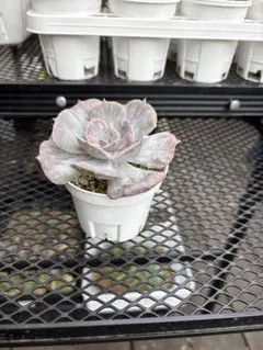 ノリチン様 リクエスト 3点 まとめ商品