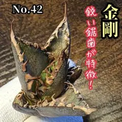 2026年最新】アガベキングコングの人気アイテム - メルカリ